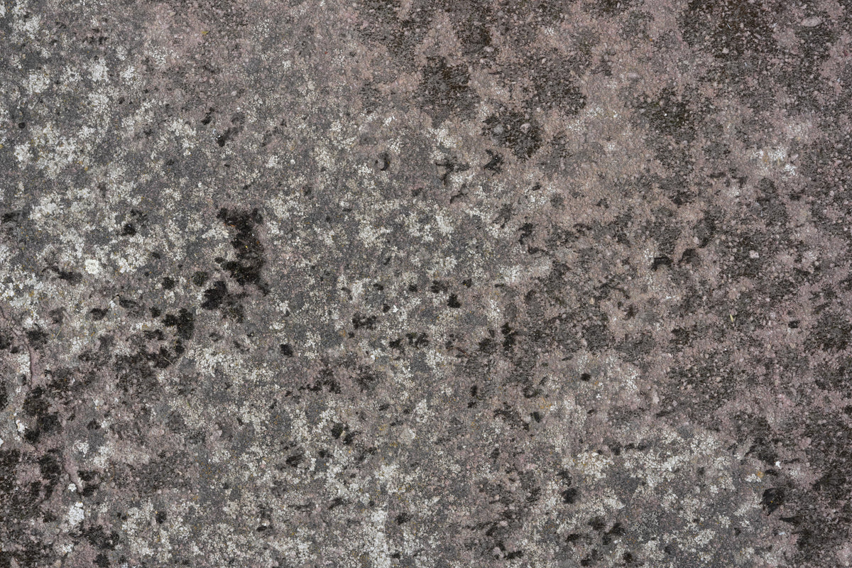 Lichen Bloom Wall Mural -2566617 in your room — zoomed