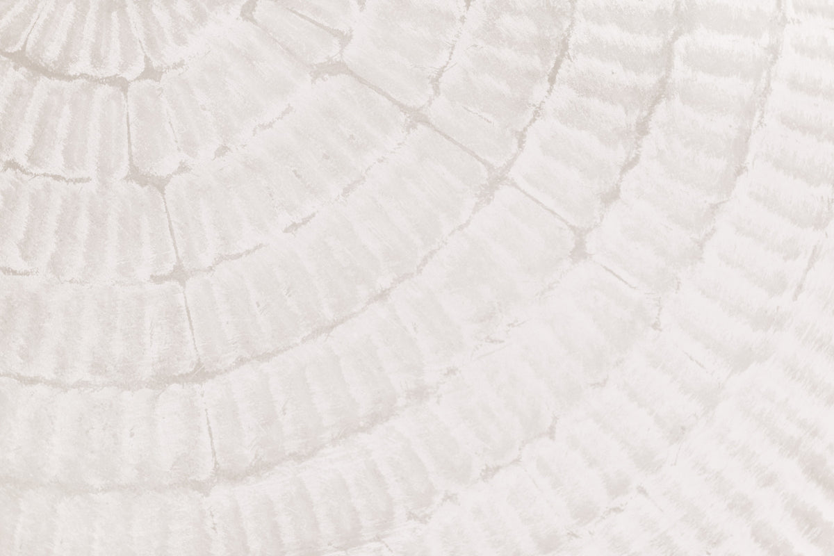 Oyster Shell Echo Wall Mural -2306169 in your room — zoomed
