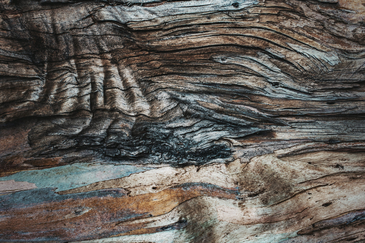 Eucalyptus Bark Texture Wall Mural -2226209 in your room