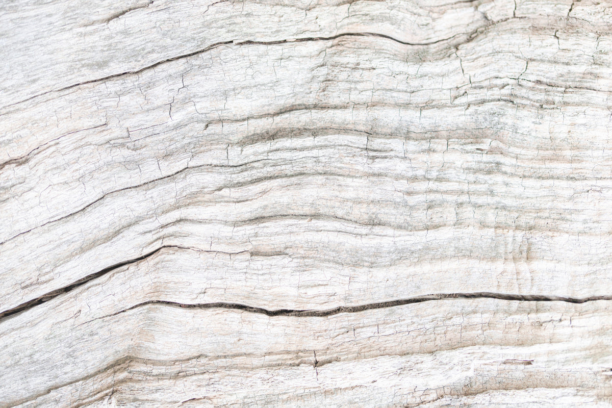 Driftwood Texture Wall Mural -2306171 in your room