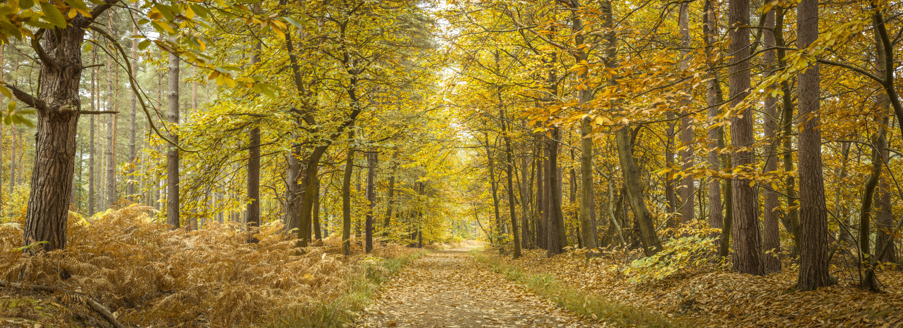 Golden Canopy Trail Wall Mural in your room — zoomed