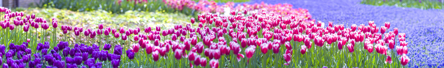 Tulip Wonderland Wall Mural