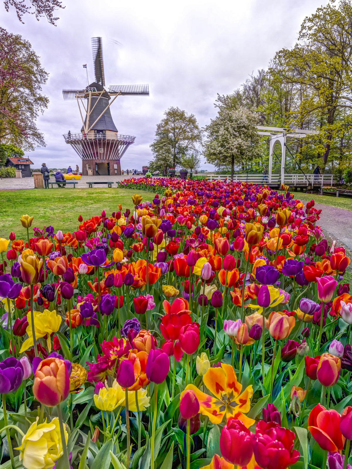 Tulip Windmill Garden Wall Mural in your room — zoomed