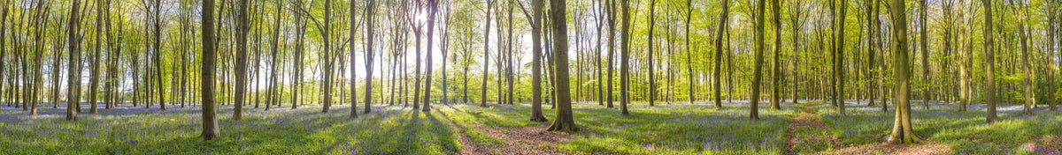 Bluebell Woods Wall Mural in your room