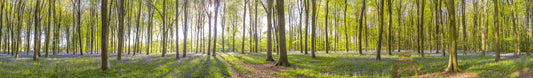 Bluebell Woods Wall Mural