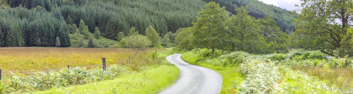 Winding Way Serenity Wall Mural