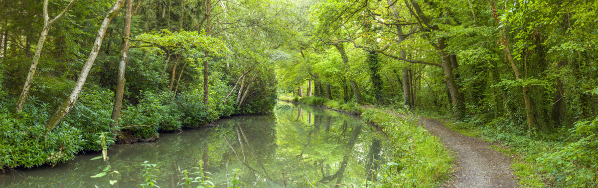 Verdant Stream Escape Wall Mural in your room