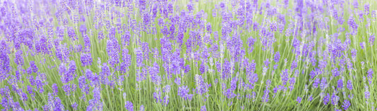 Lavender Field Dream Wall Mural