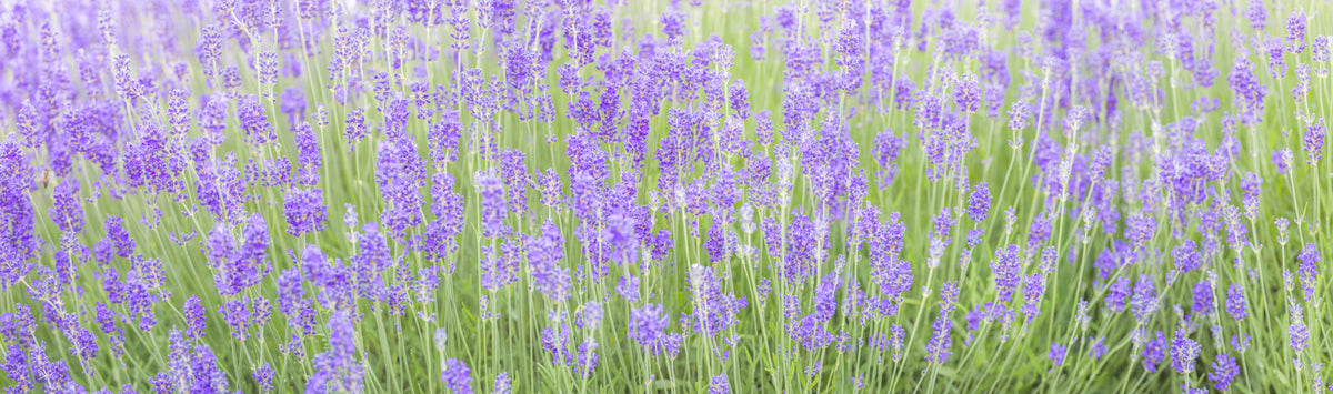 Lavender Field Dream Wall Mural in your room
