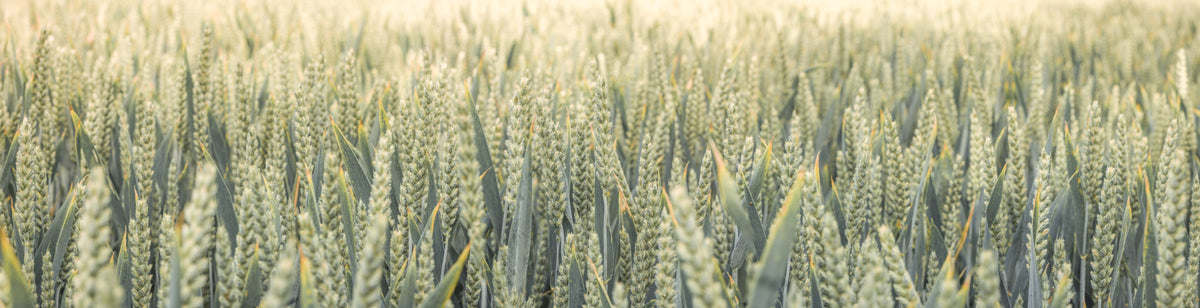 Whispering Wheat Fields Wall Mural in your room