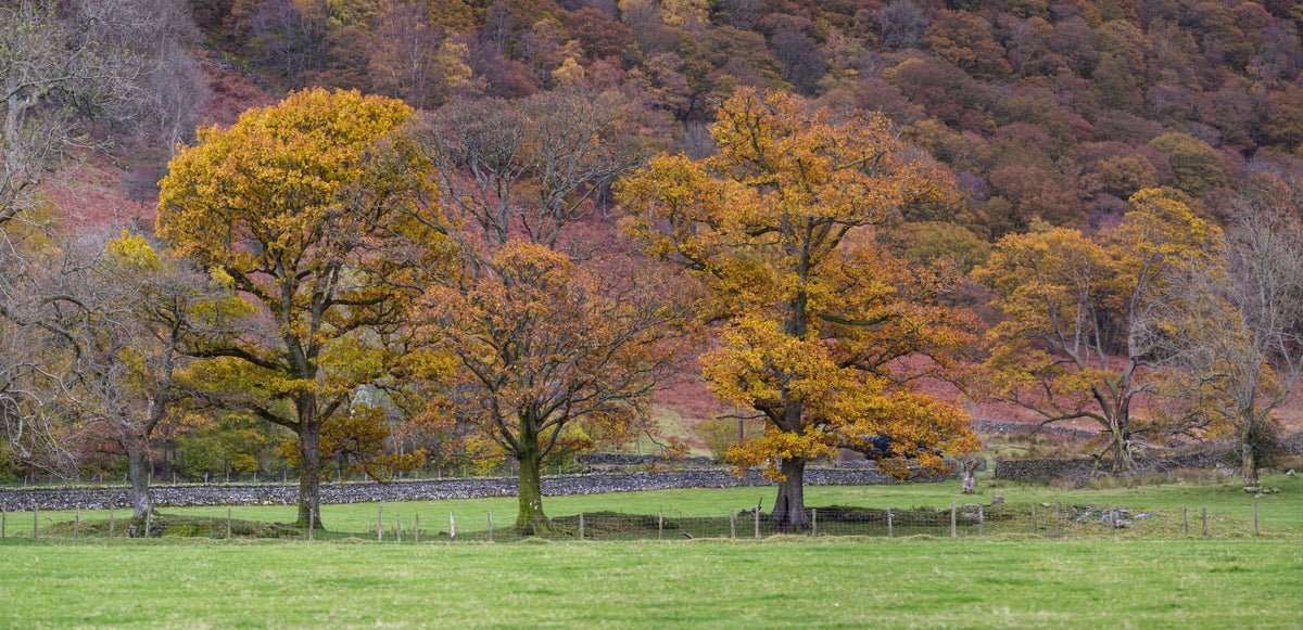 Fall Foliage Retreat Wall Mural in your room — zoomed