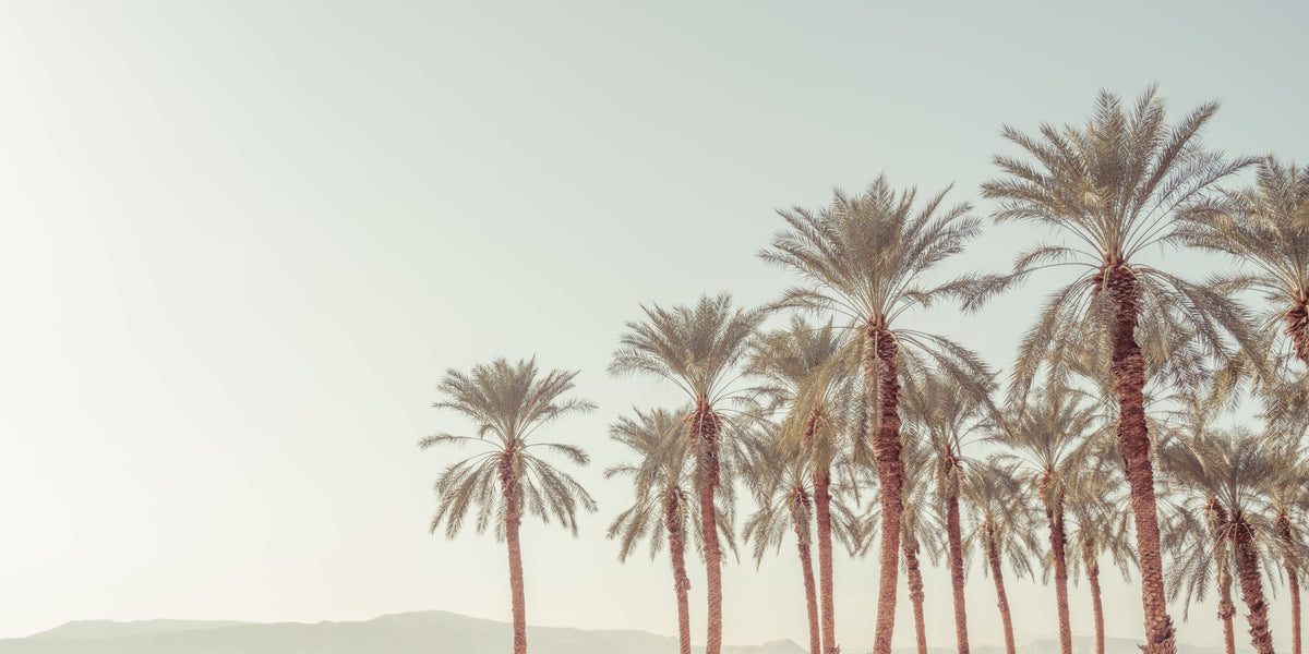 Palm Oasis Hues Wall Mural in your room