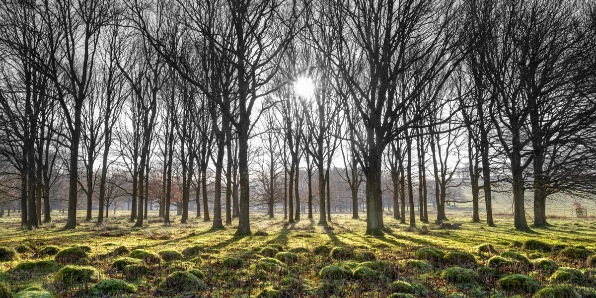 Forest Illumination Wall Mural in your room — zoomed