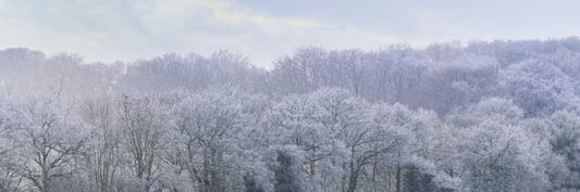 Winter's Whispers Wall Mural