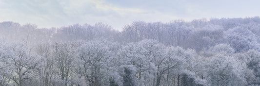 Winter's Whispers Wall Mural