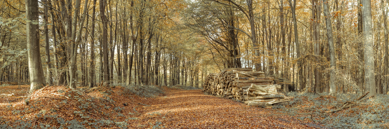 Autumn Forest Scene Wall Mural