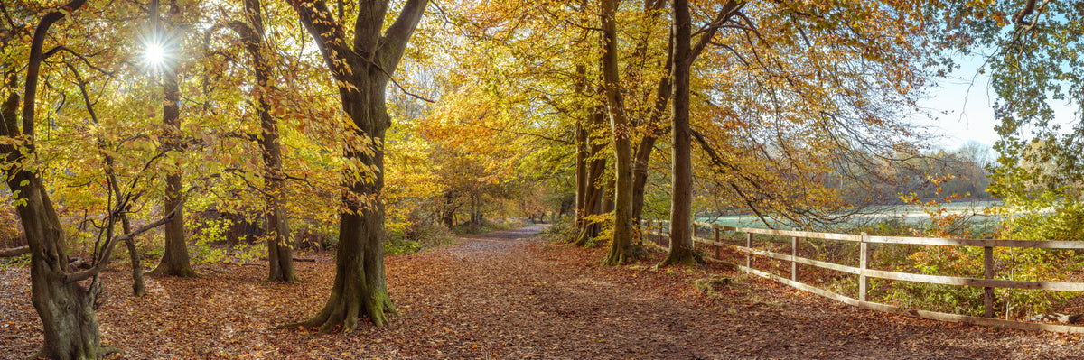 Pathway Covered in Fall Leaves Wall Mural in your room — zoomed