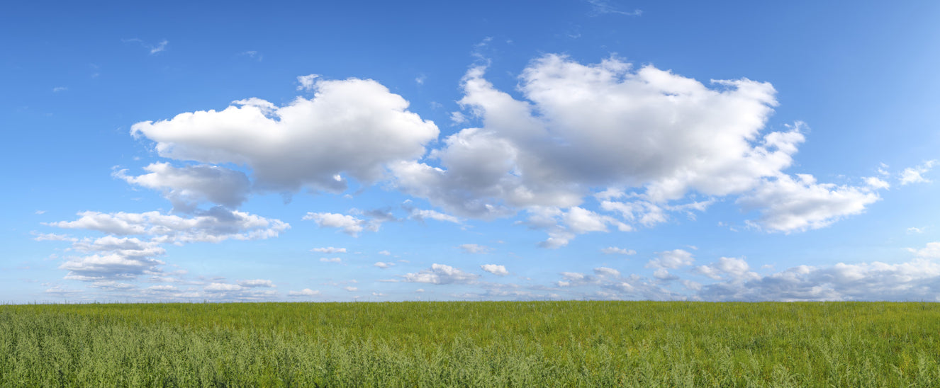 Grassland Under Sky Wall Mural