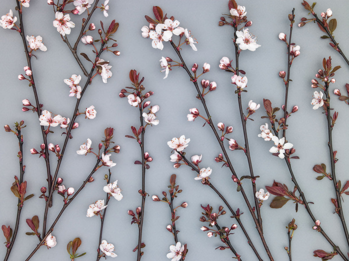 Ornamental Cherry Plant Wall Mural in your room