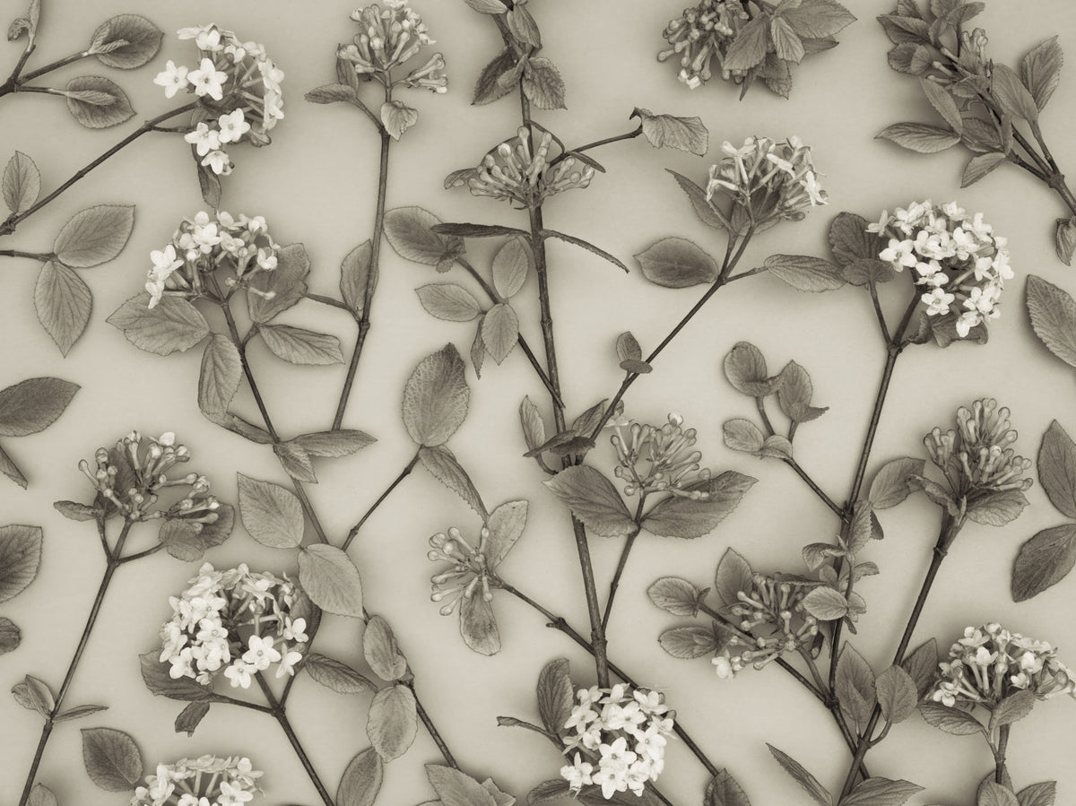 Delicate Blossoms of Spring Wall Mural in your room — zoomed