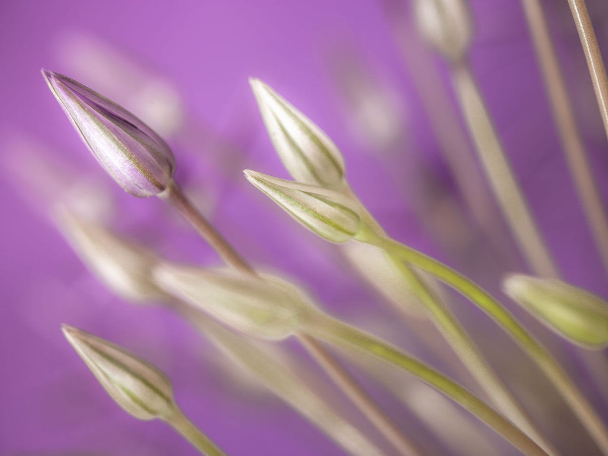 Purple Alliums Wall Mural in your room — zoomed