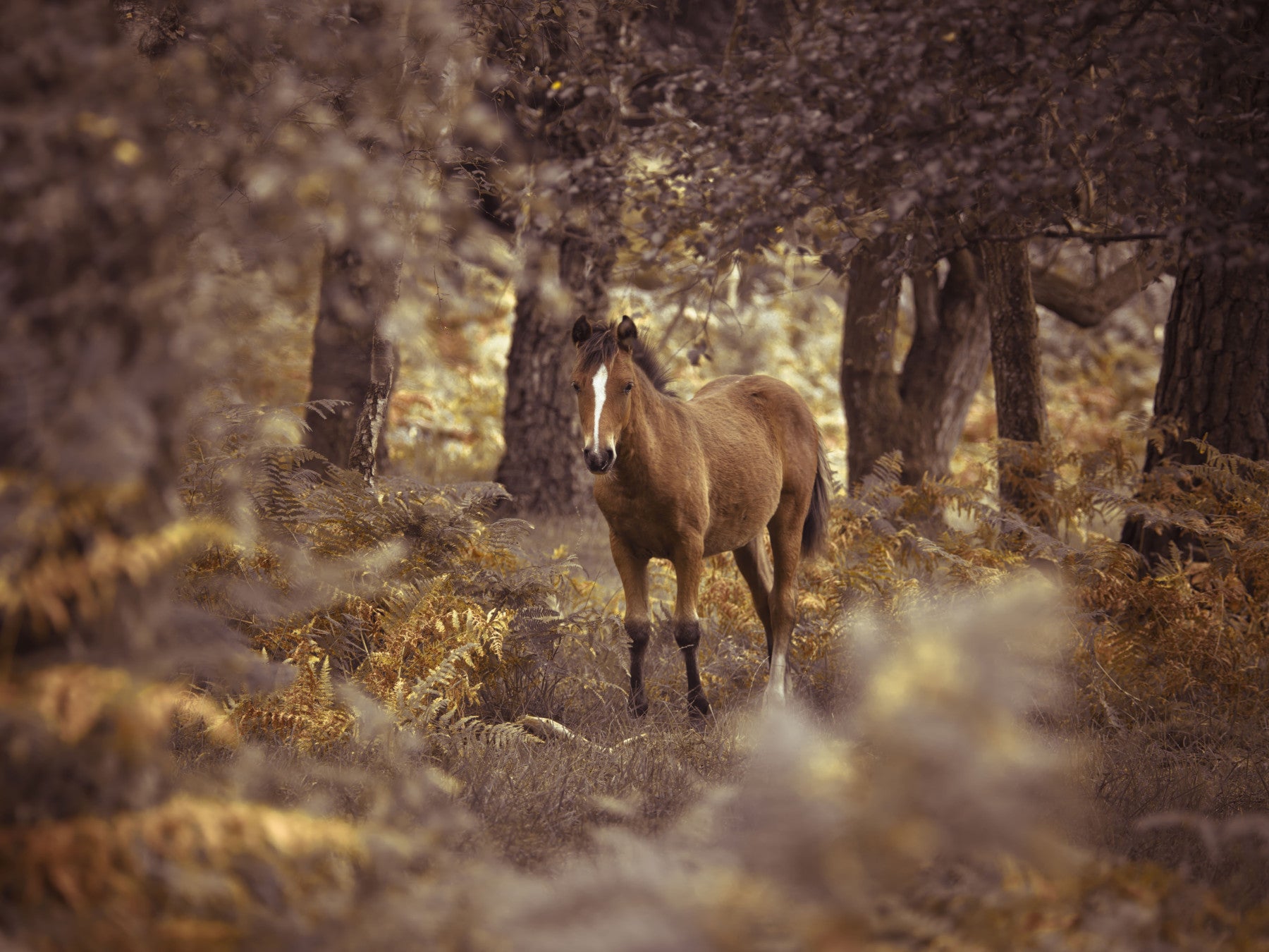 Wild Horse Wall Mural