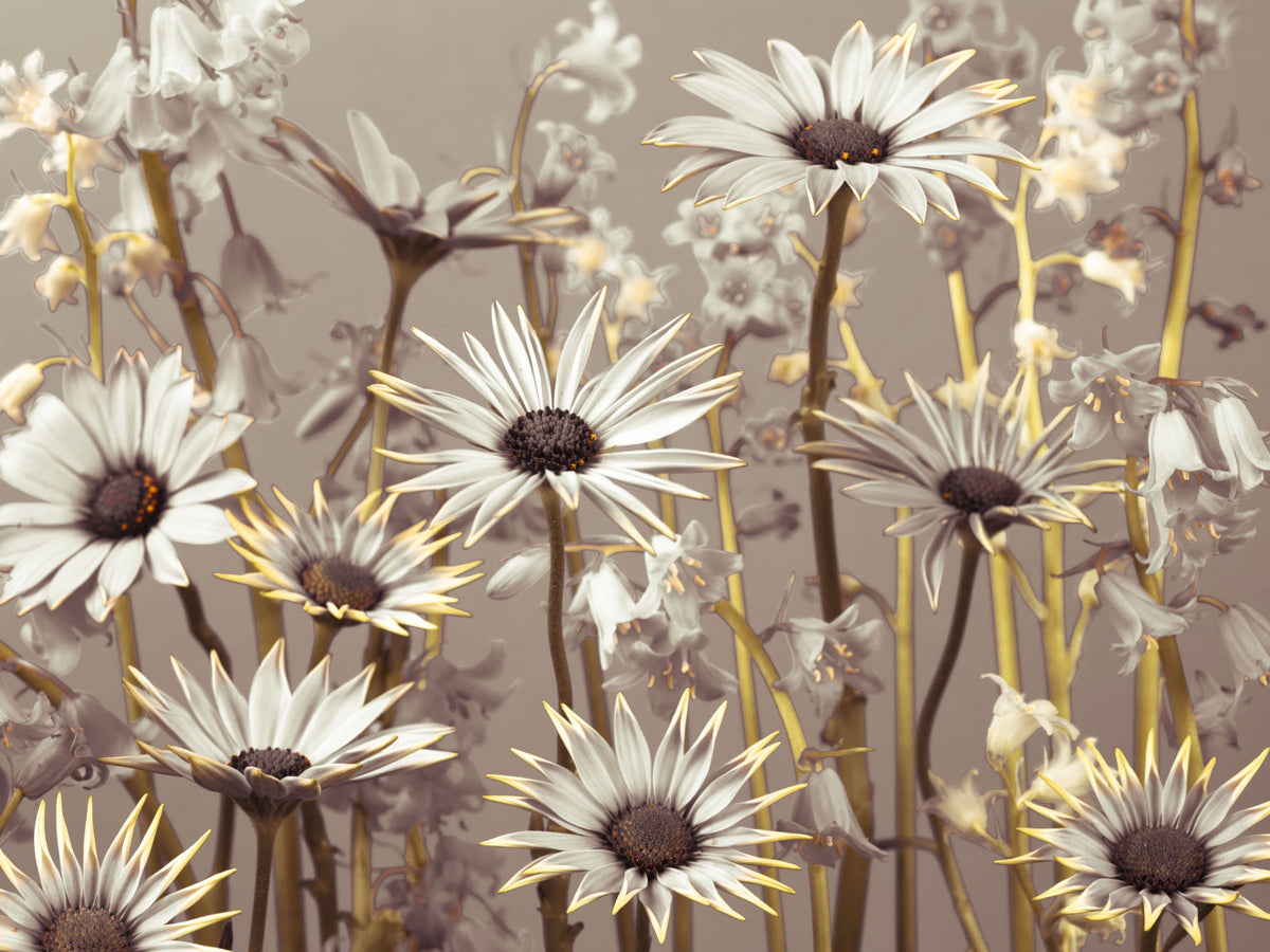 Daisy Dream Wall Mural in your room — zoomed