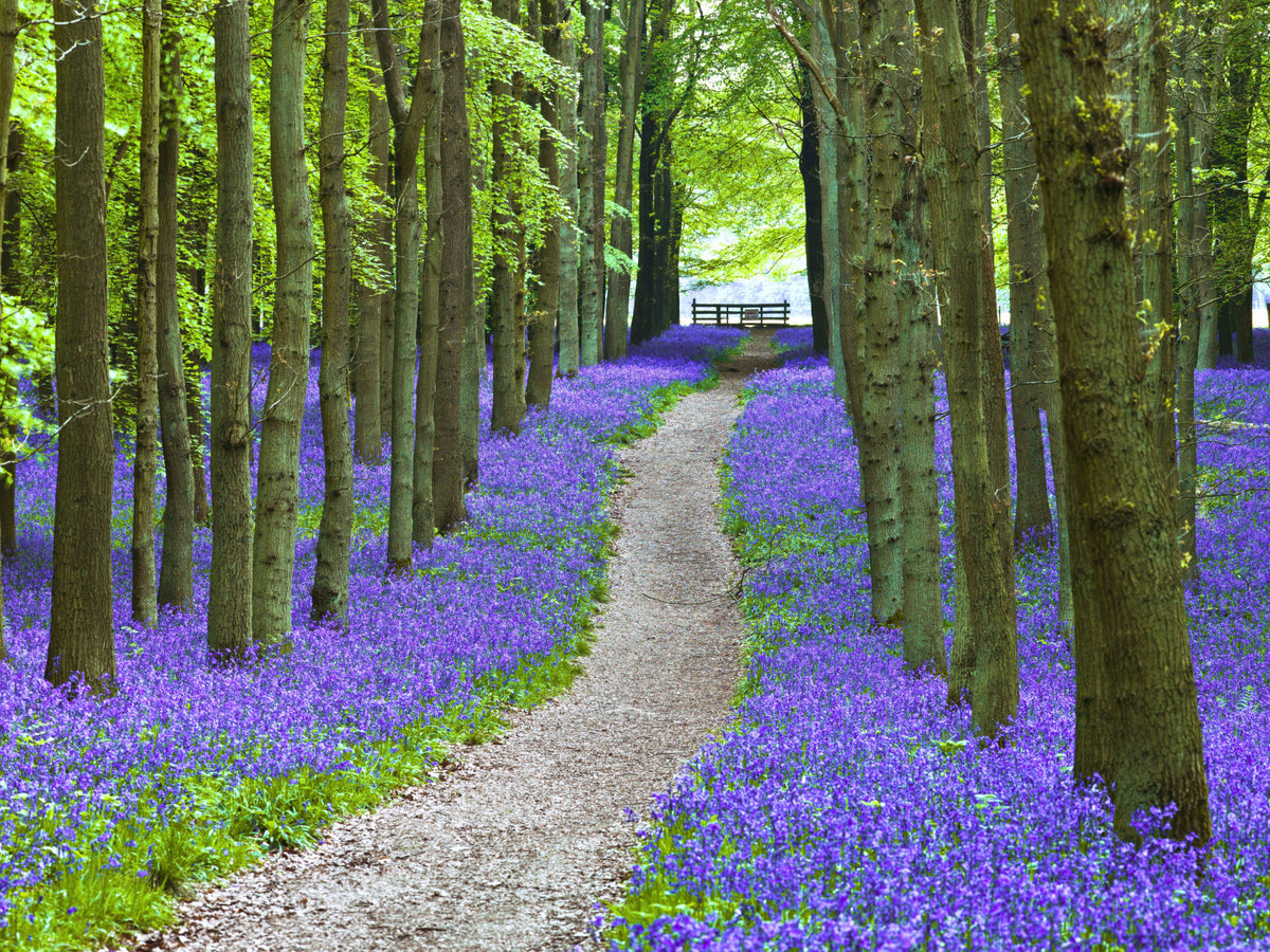Bluebell Trail Wall Mural in your room