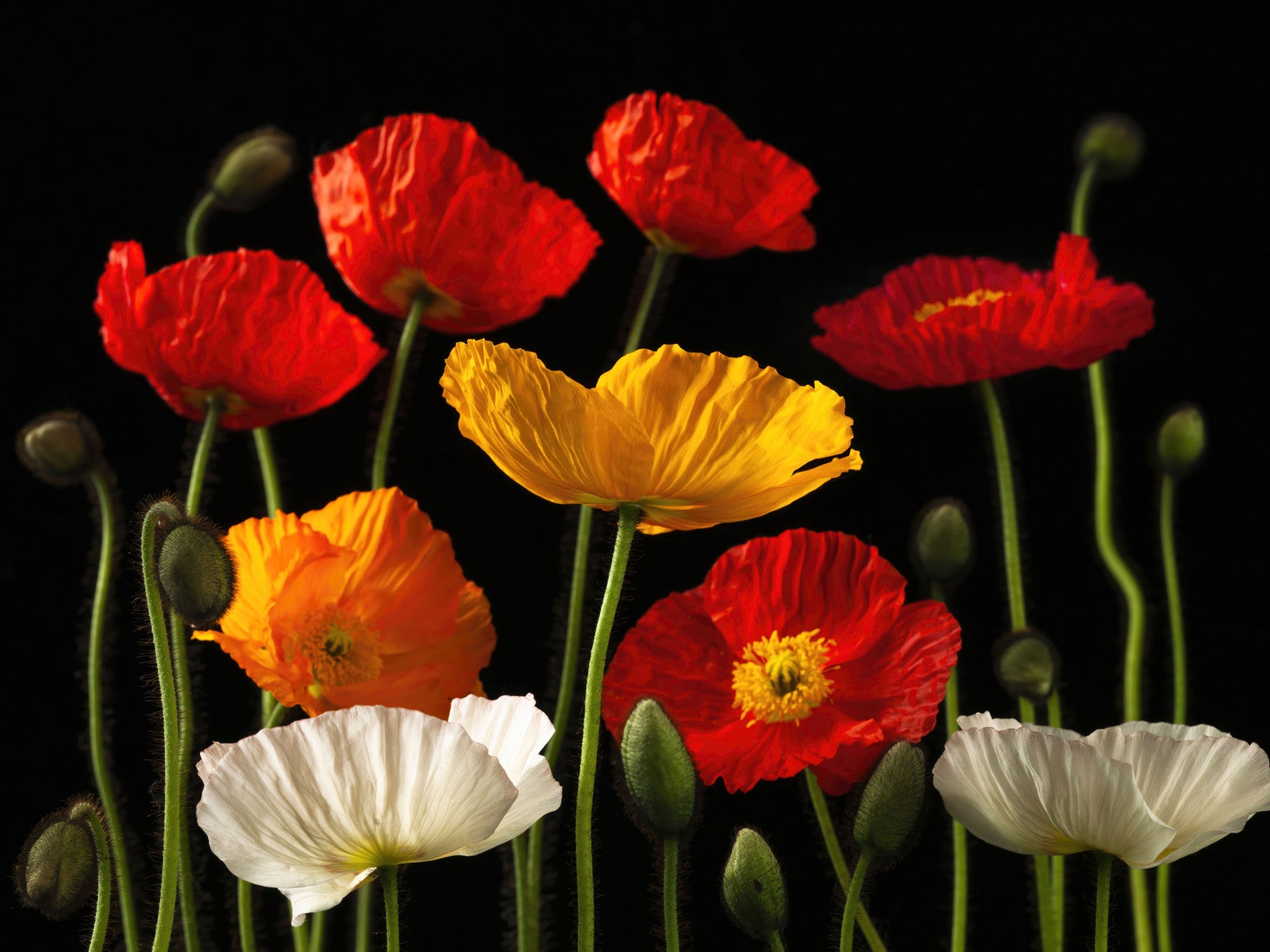 Multicoloured Poppies Wall Mural