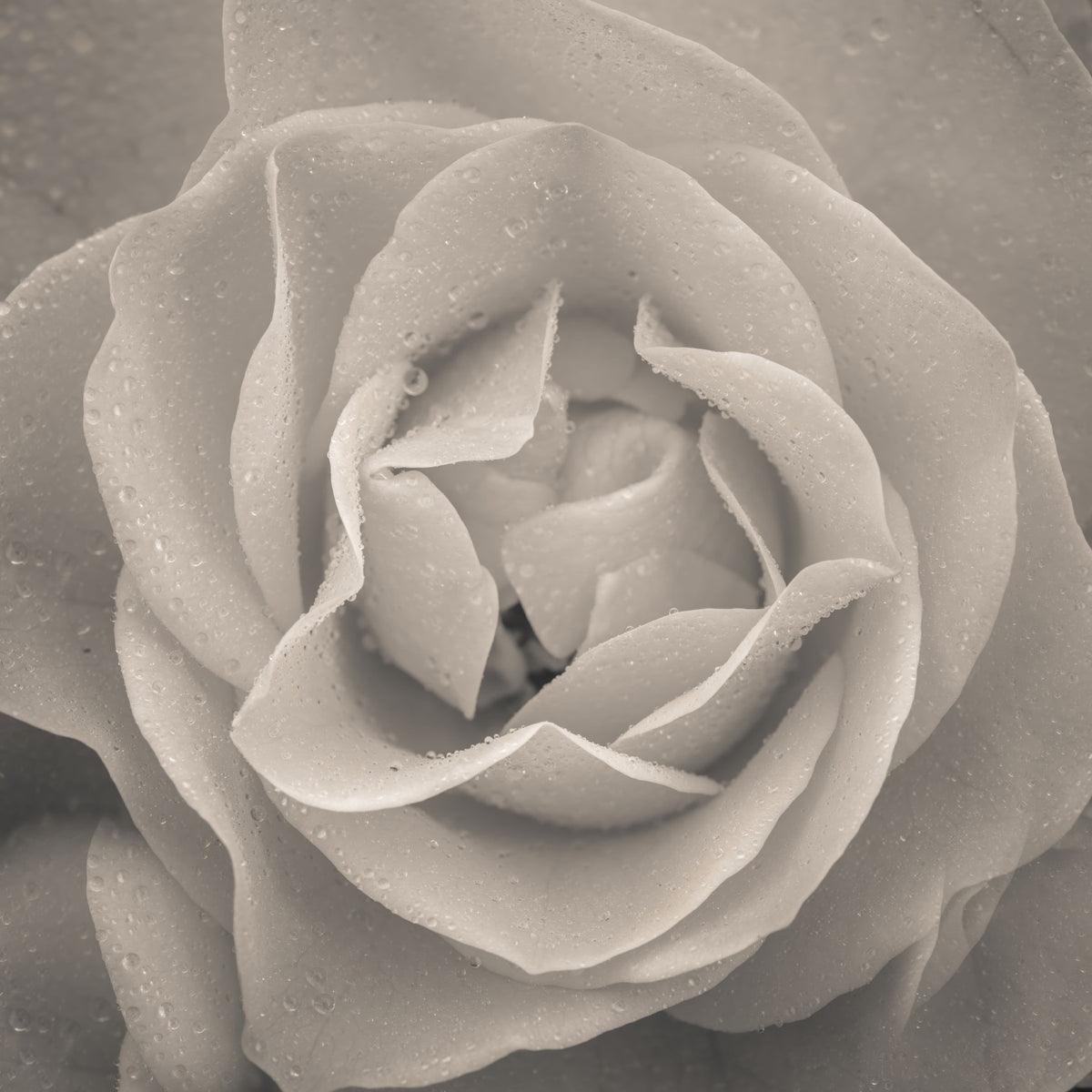 Sepia Rose Wall Mural in your room