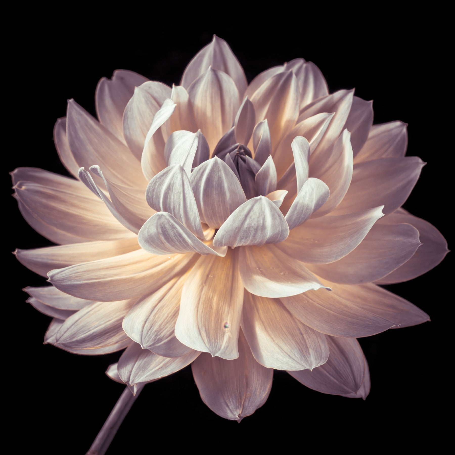 Blooming Dahlia Wall Mural in your room — zoomed