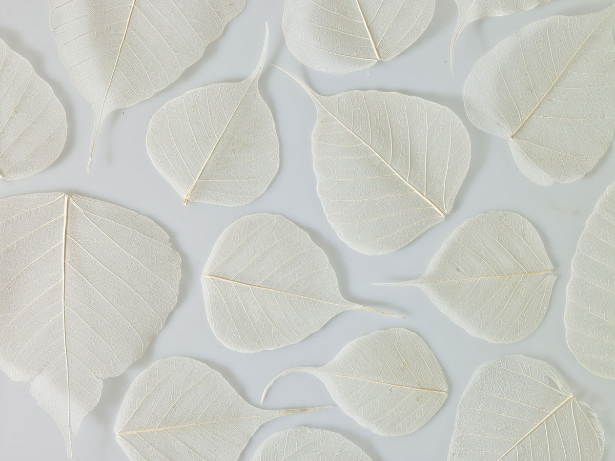 Fragile Elegance Wall Mural in your room