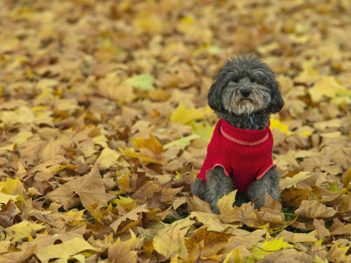 Autumn Pup Wall Mural in your room — zoomed