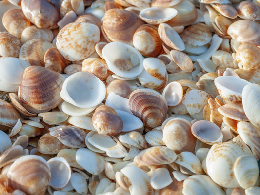 Coastal Shellscape Wall Mural