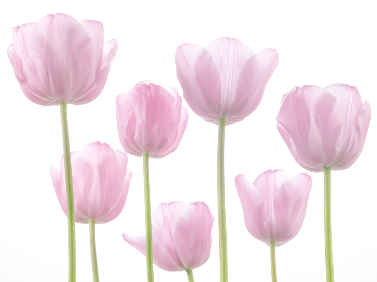 Tulip Bulbs Wall Mural in your room — zoomed