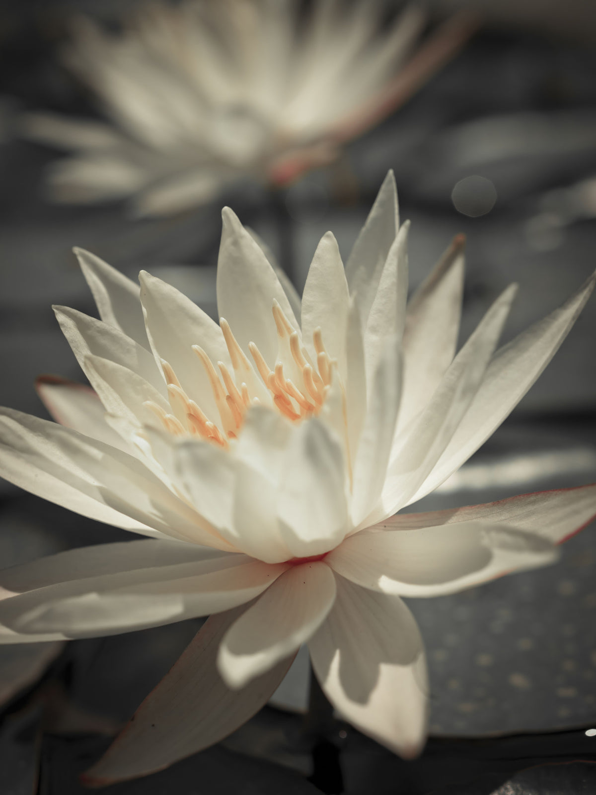 Water Lily Wall Mural in your room