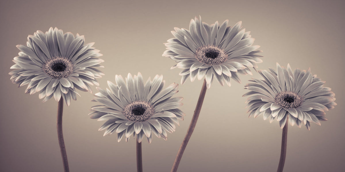 Gerbera Calm Wall Mural in your room