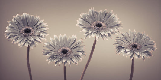 Gerbera Calm Wall Mural