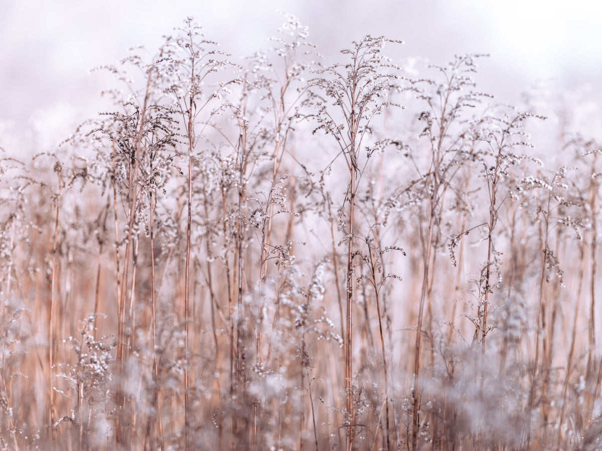 Whispering Winter Reeds Wall Mural in your room