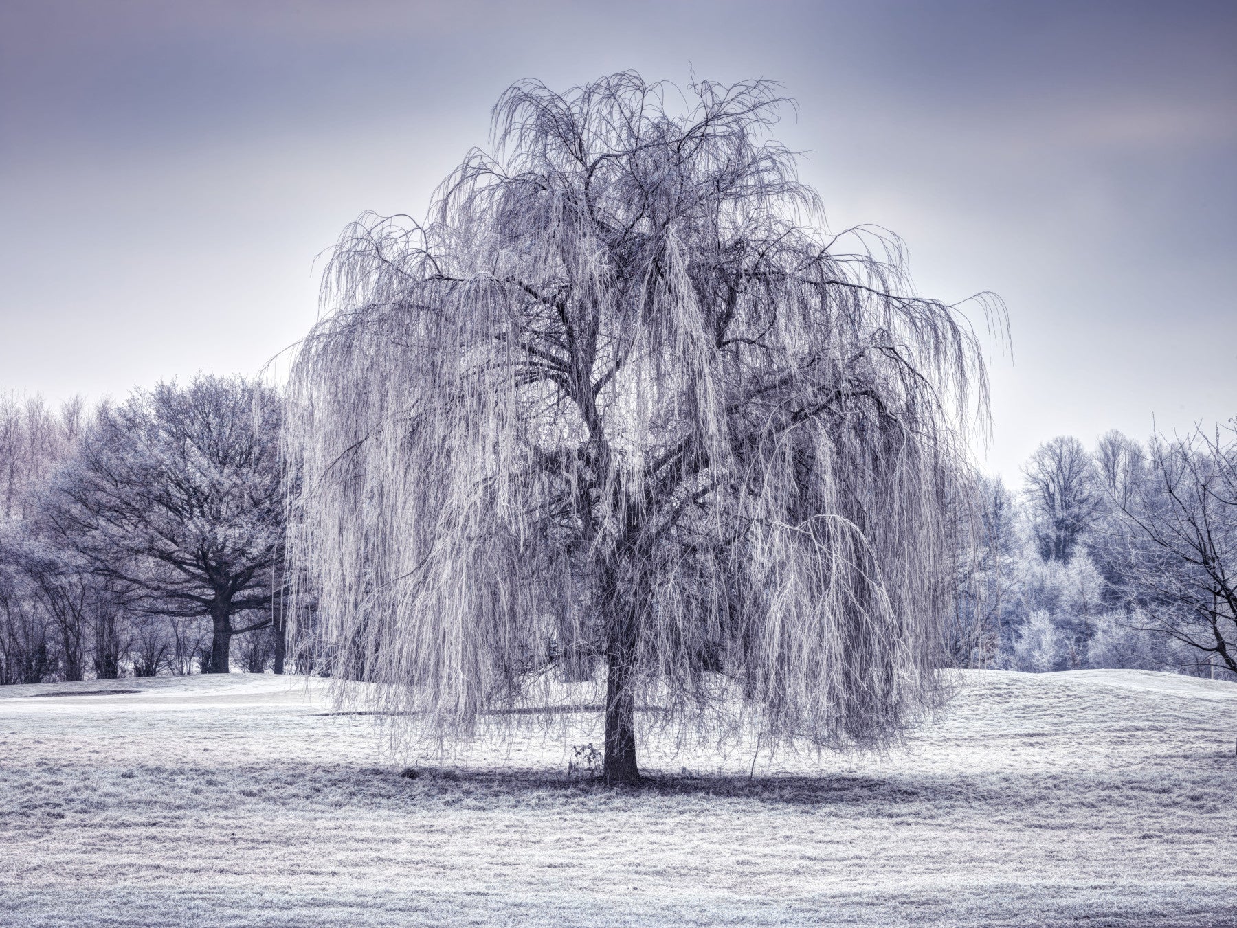 Winter Weeping Tree Wall Mural in your room — zoomed