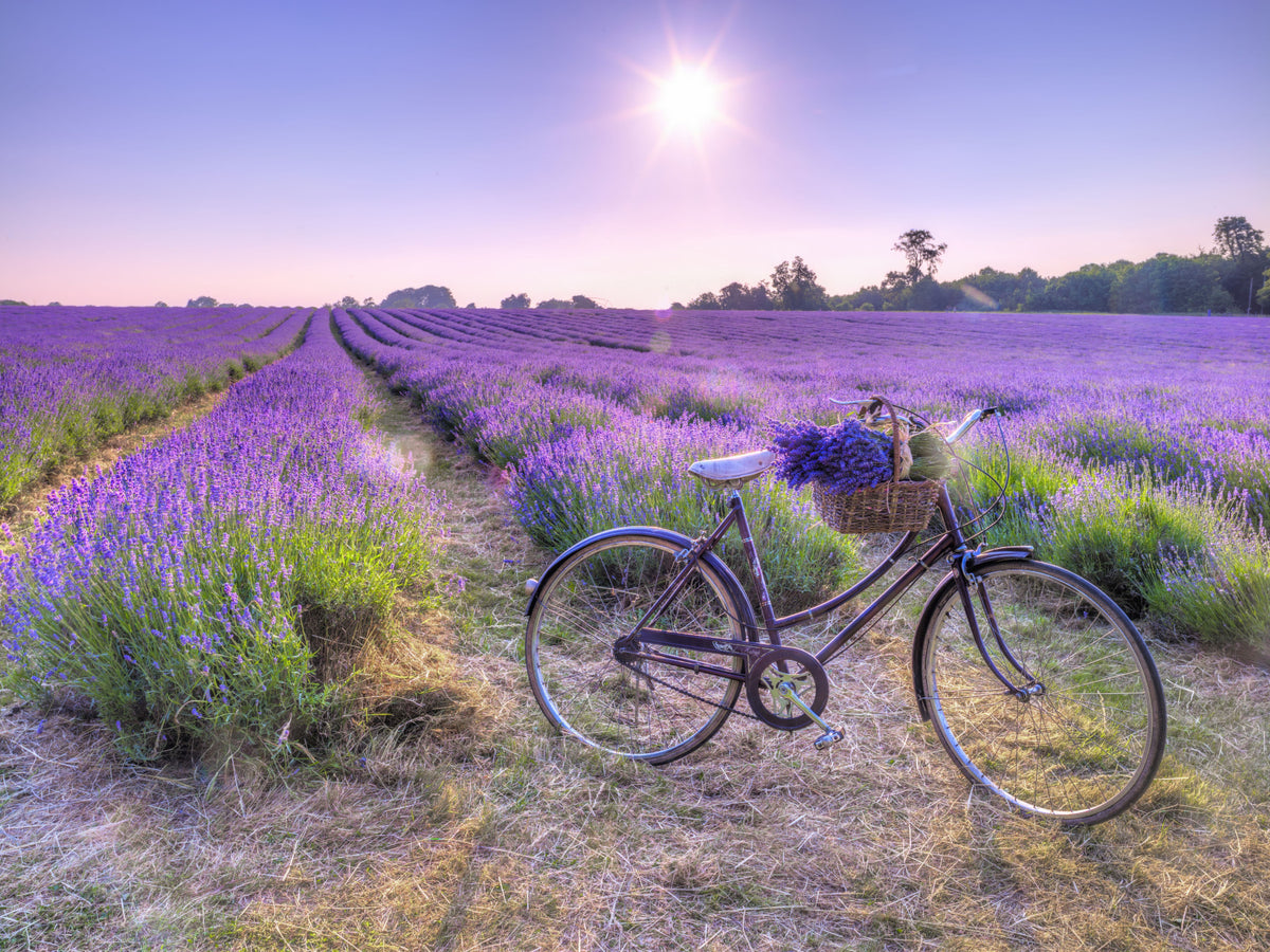 Lavender Ride Wall Mural in your room