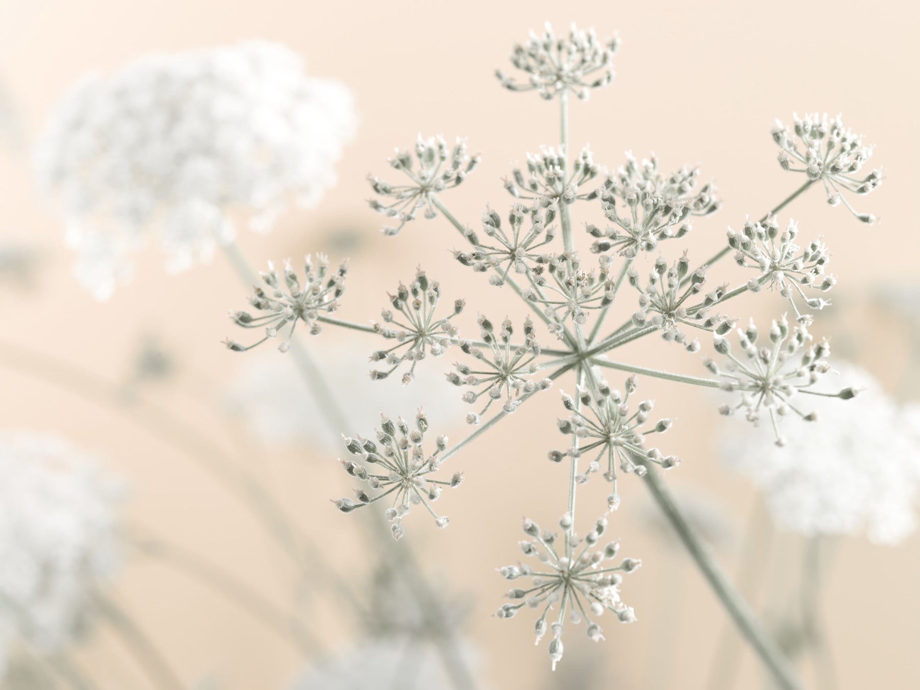 Exquisite Cow Parsley wallpaper mural, ethereal umbels in soft, light tones.