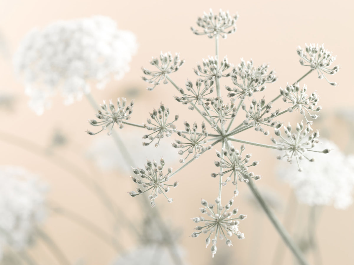 Cow Parsley Wall Mural in your room — zoomed