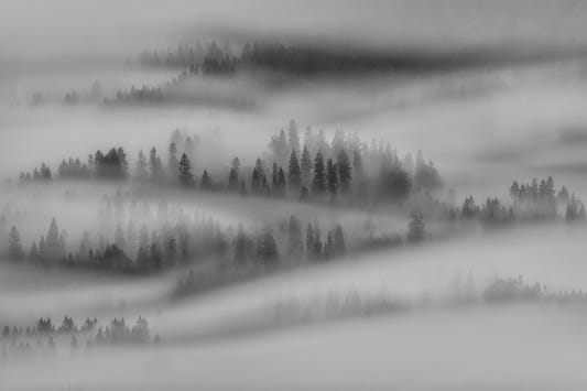 Misty Forest Woodland Wall Mural - 2275417