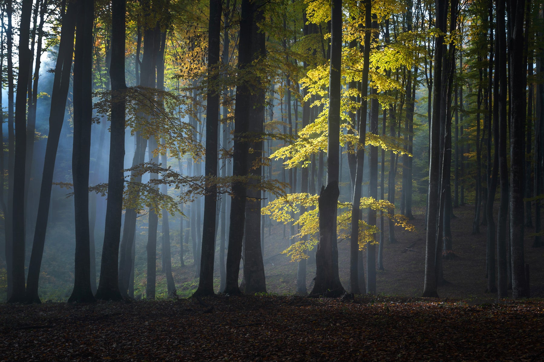 Scattered shafts of smoky light in Glimmering Forest Woodland peaceful design.