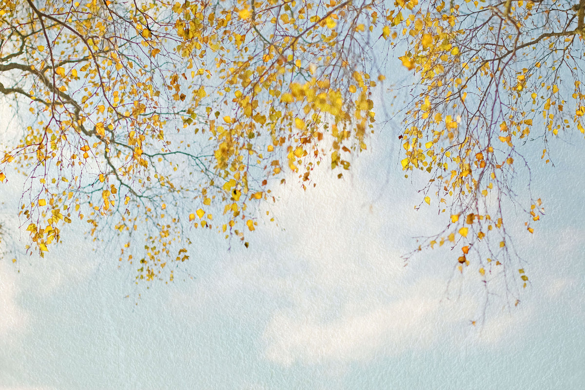 Autumn Hues Woodland Wall Mural - 2560849 in your room