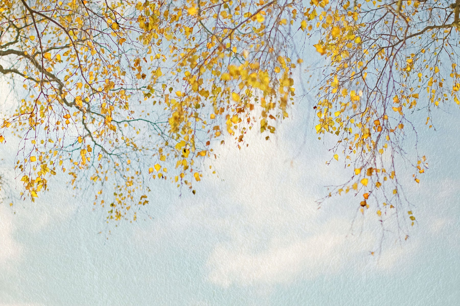 Autumn Hues Woodland Wall Mural - 2560849