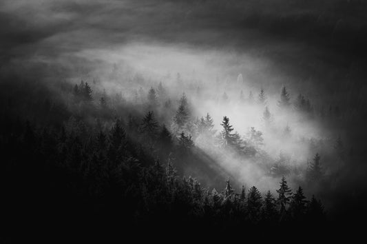 Foggy Forest Woodland Wall Mural - 2488312