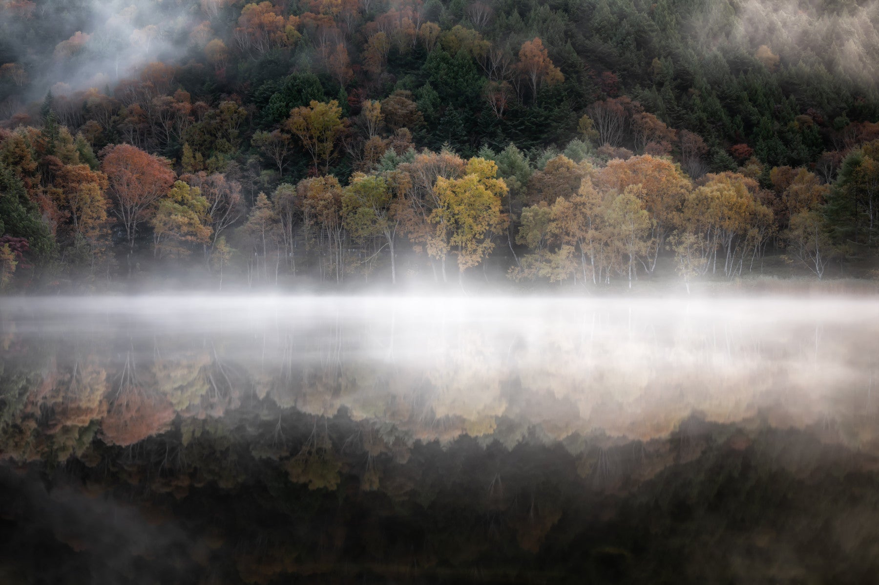 Enchanted Woodland Mist Reflection Wall Mural - 2264459 in your room — zoomed