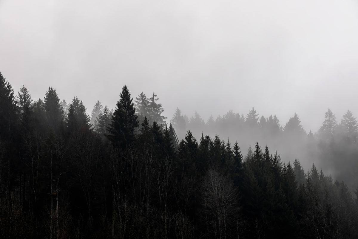 Canyon Woodland Haze Wall Mural - 2658144
